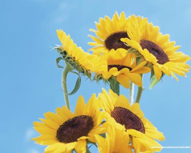 still_life_photography_HB073_350A