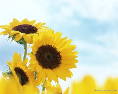 still_life_photography_HB075_350A