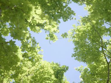 Summer_trees_and_clear_sky_JA128_photo