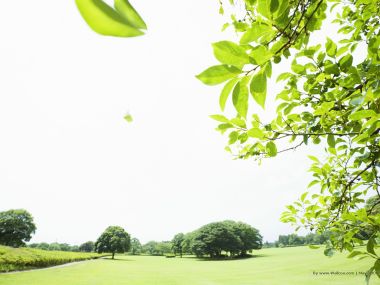 Summer_trees_and_clear_sky_JA133_photo
