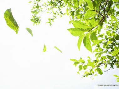 Summer_trees_and_leaves_JA134_photo