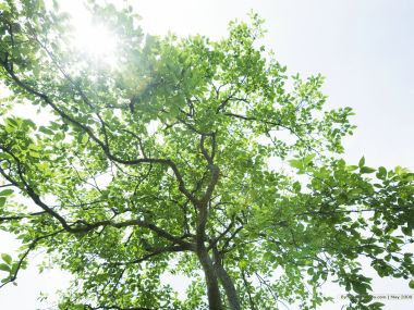 Summer_trees_and_sunshine_JA109_photo