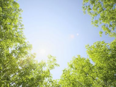 Summer_trees_and_sunshine_JA129_photo