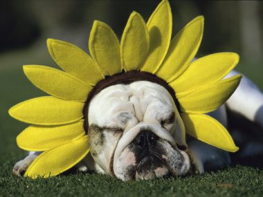 Sundown_Bulldog