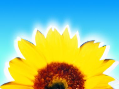 Sunflower Against Sky