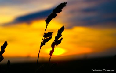 夕阳下的麦穗剪影