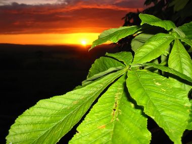 Sunset_Leaves