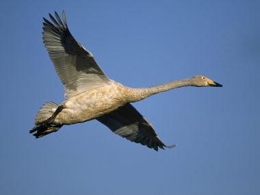 Swan_in_Flight_Sweden