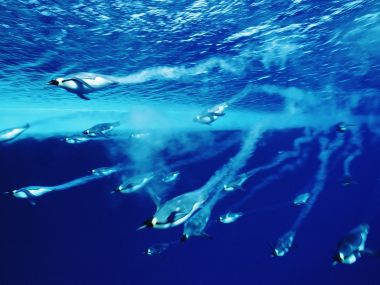 Swimming_Emperor_Penguins_Antarctica