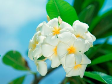 Tahiti_Travel_03020