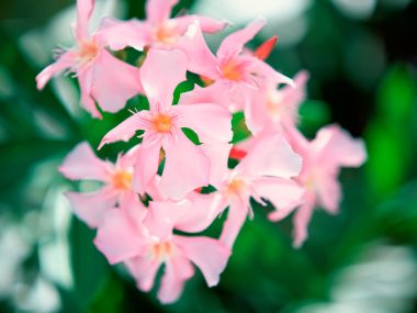 Tahiti_Travel_03025