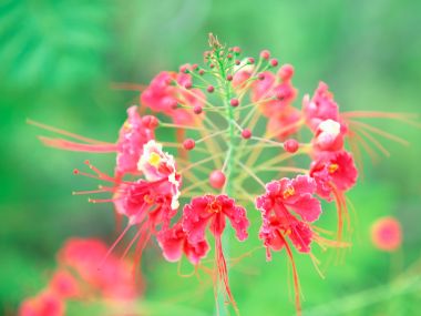 Tahiti_Travel_03026