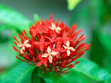 Tahiti_Travel_03027