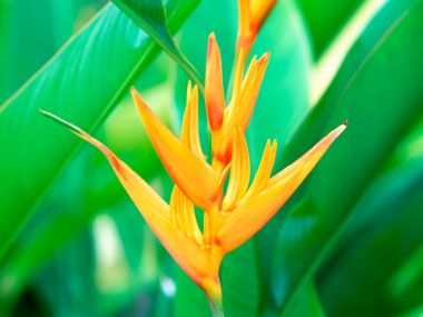 Tahiti_Travel_03028
