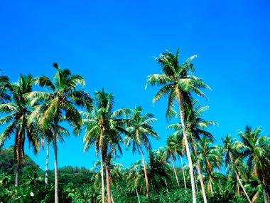 Tahiti_Travel_03034