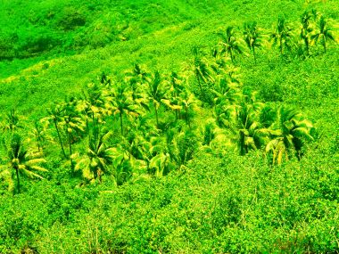 Tahiti_Travel_03043