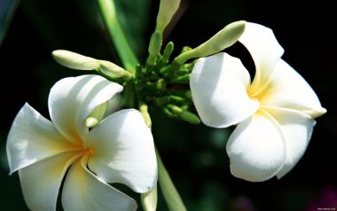 Tahiti03009