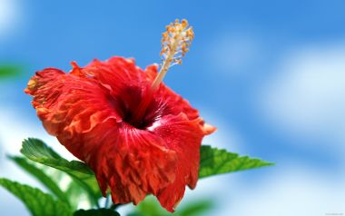 Tahiti03019
