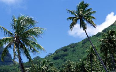 Tahiti03035