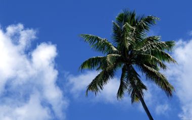 Tahiti03036