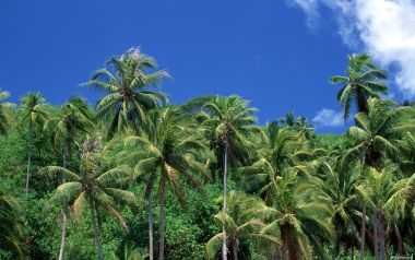 Tahiti03040