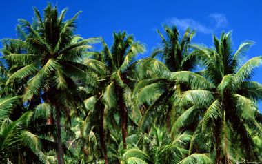 Tahiti03042