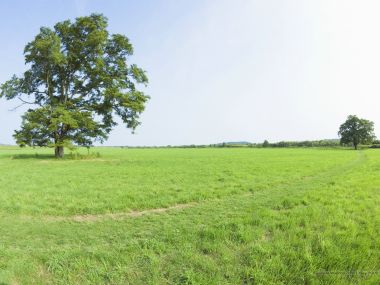 Trees_in_Green_field_and_blue_sky_JA091_photo