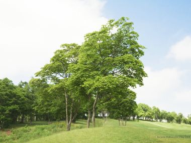 Trees_in_Green_field_and_blue_sky_JA104_photo