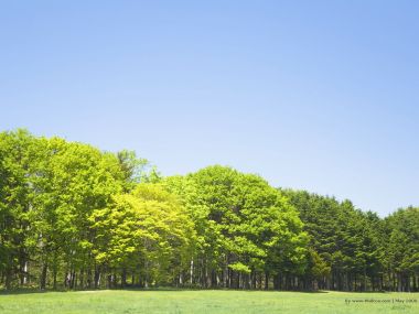 Trees_in_Green_field_and_blue_sky_JA122_photo