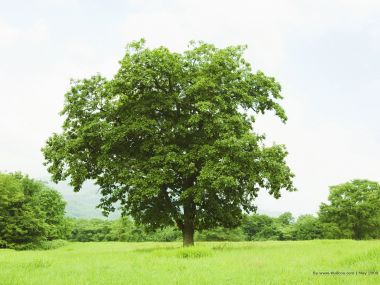 Trees_in_Green_field_and_bright_sky_JA118_photo