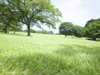Trees_in_Green_field_JA113_photo