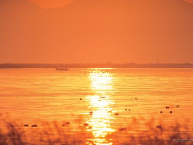湖畔黄昏金色夕阳与水鸟