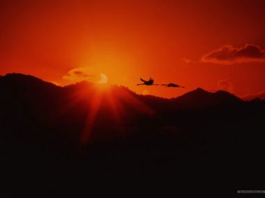 夕阳下的丹顶鹤剪影