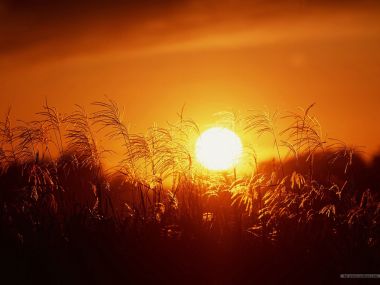 秋日黄昏下的金色芒草夕阳