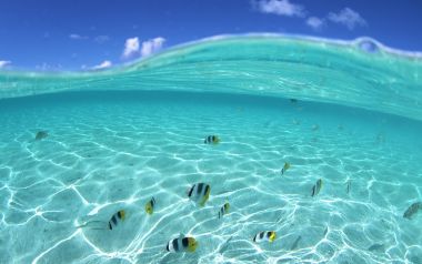 Underwater Fish In Hawaii Jy067 350a