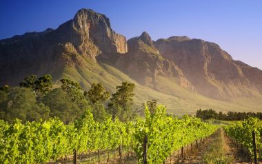 Vineyard in Franschhoek, South Africa