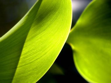 Vista_plant_wallpaper_vplants10_001
