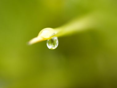 Vista_plant_wallpaper_vplants10_002