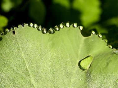 Vista_plant_wallpaper_vplants10_003