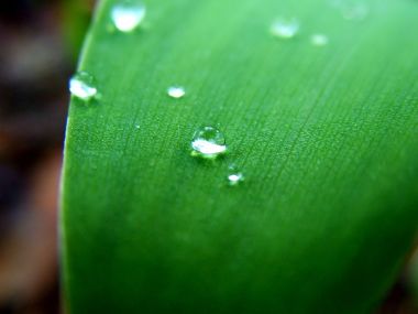 Vista_plant_wallpaper_vplants10_004
