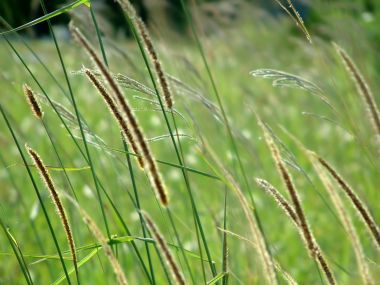 Vista_plant_wallpaper_vplants10_005