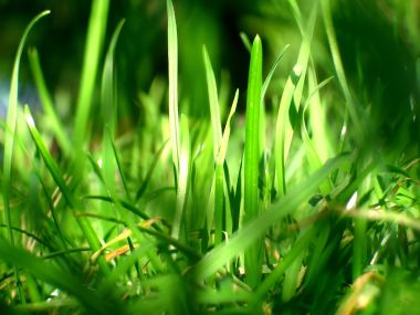 Vista_plant_wallpaper_vplants10_007