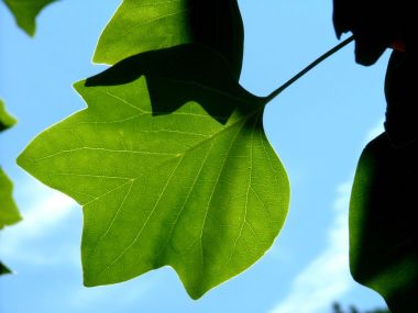 Vista_plant_wallpaper_vplants10_009