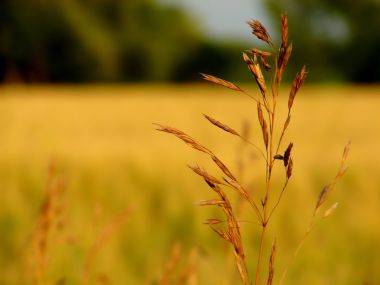 Vista_plant_wallpaper_vplants10_010