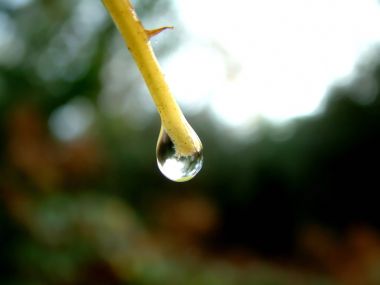 Vista_plant_wallpaper_vplants10_013