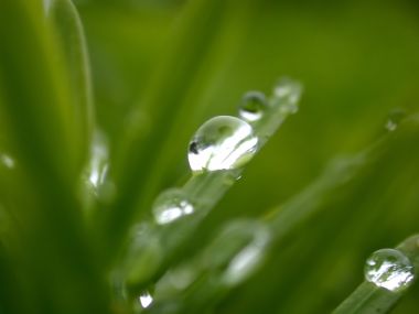 Vista_plant_wallpaper_vplants10_014