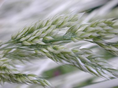 Vista_plant_wallpaper_vplants10_015