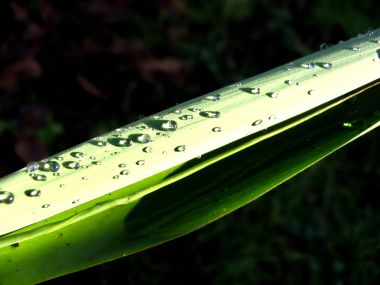 Vista_plant_wallpaper_vplants10_018