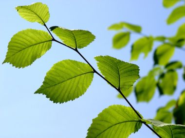 Vista_plant_wallpaper_vplants10_019