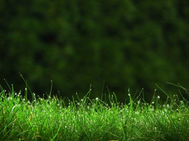 Vista_plant_wallpaper_vplants10_022